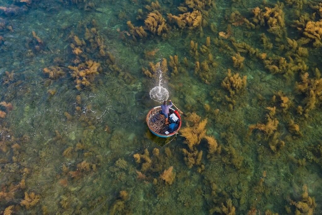 Central Vietnam seaweed