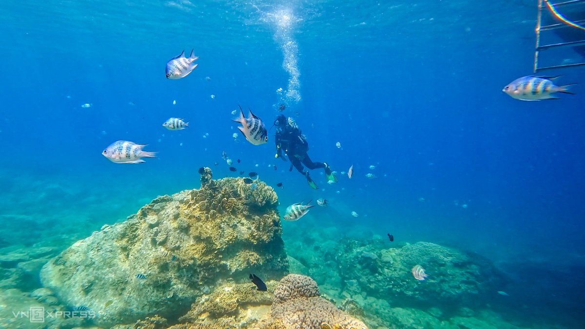 Snorkeling and diving  to see coral reefs in Nha Trang